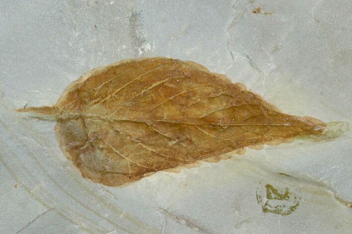 Fossil Hackberry (Celtis) Leaf - Montana #120794